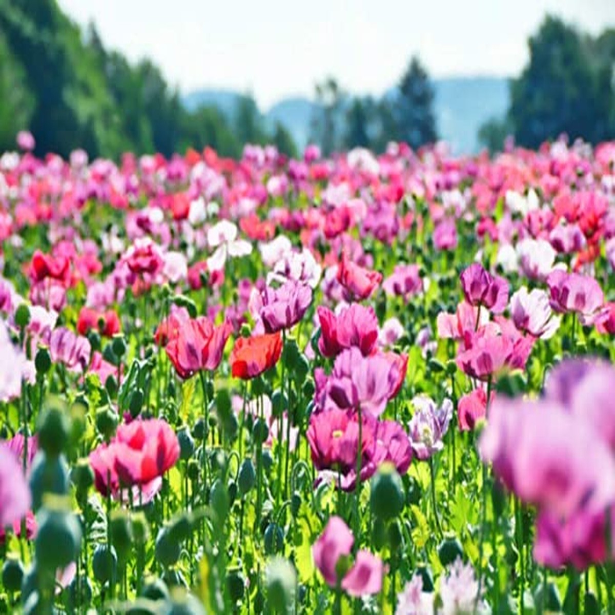 1000 Poppy Pepperbox Seeds, Pink/Purple Culinary Grade, Large Blooms, Non-GMO, USA Grown, Edible Flowers for Garden & Cooking