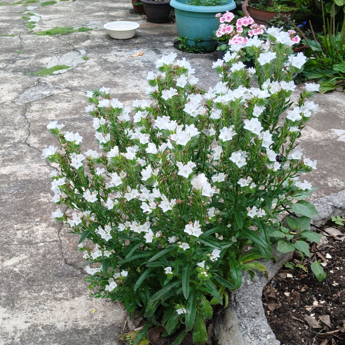25 WHITE VIPER'S BUGLOSS Echium Plantagineum White Bedder Flower Seeds
