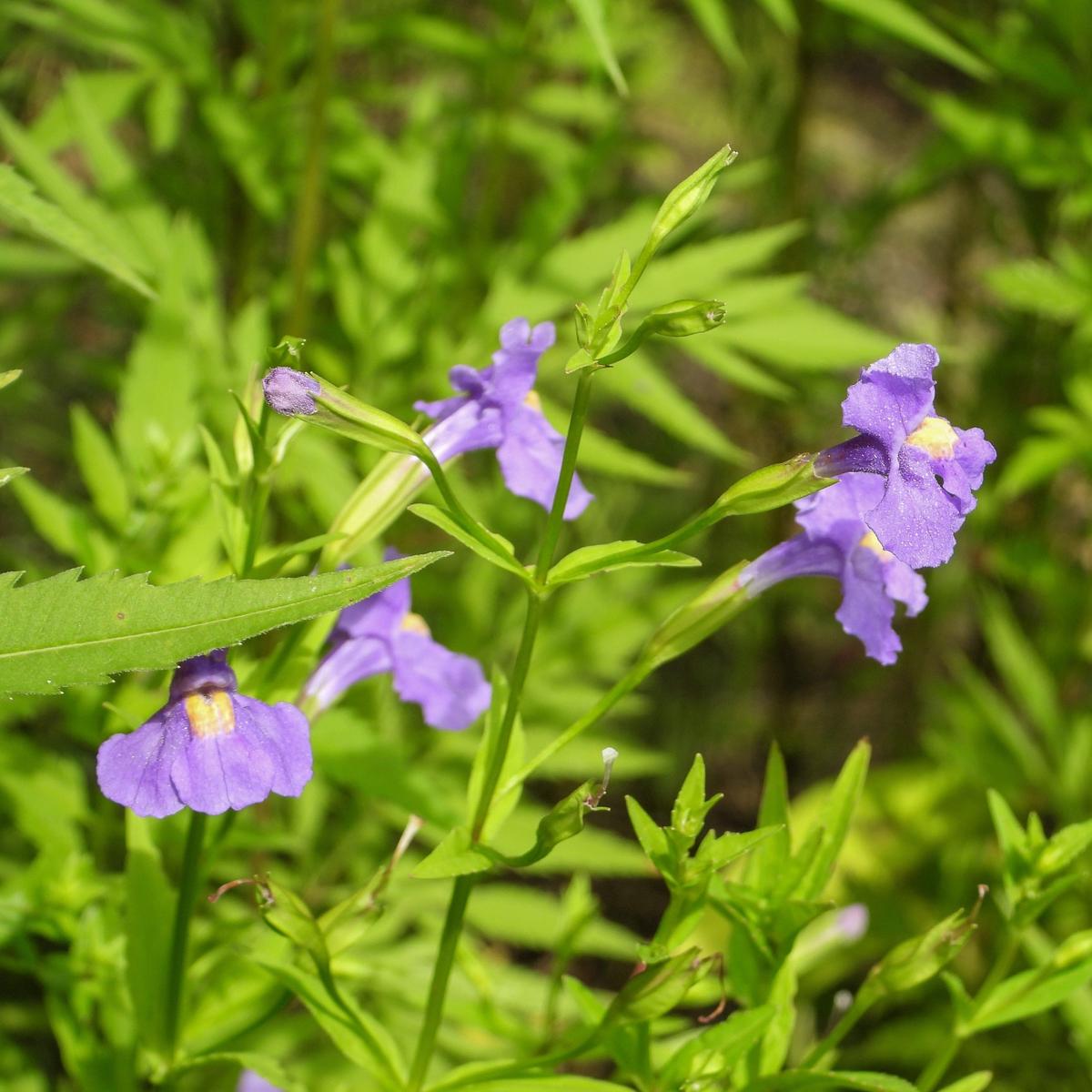 250 PURPLE MONKEY FLOWER Mimulus Ringens Seeds