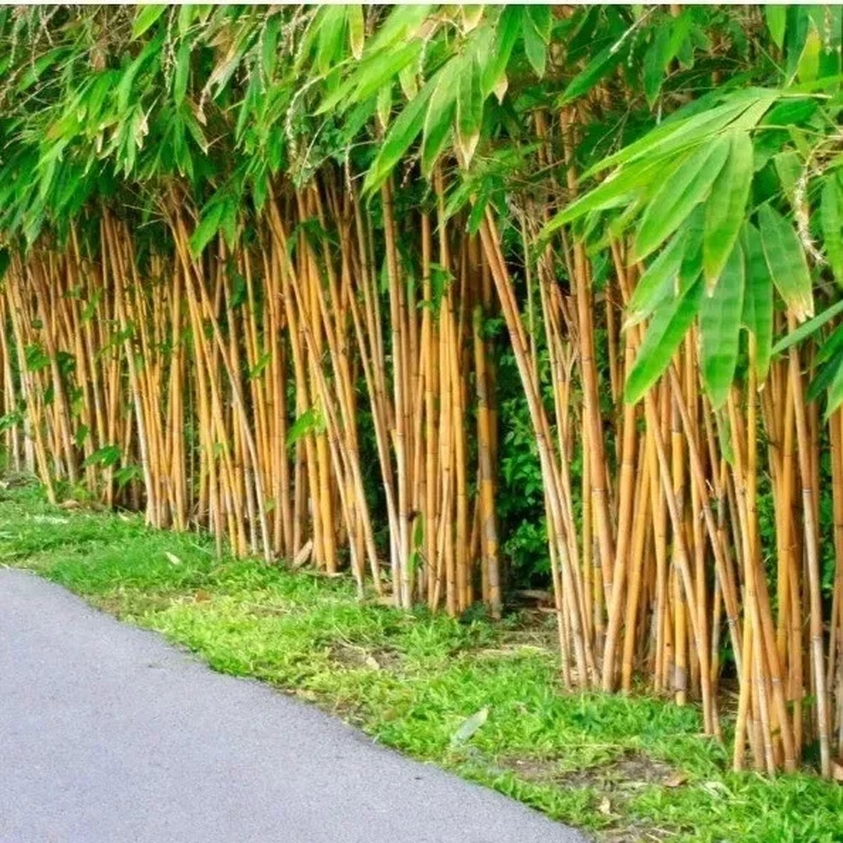 60+ Golden Bamboo Seeds (Phyllostachys Aurea) - Perennial Indoor/Outdoor