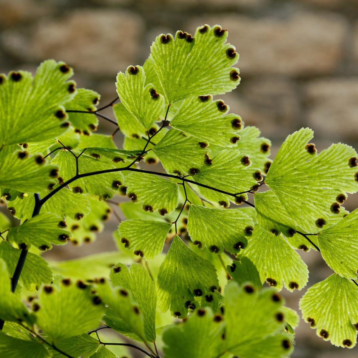Adiantum capillus-veneris SEEDS