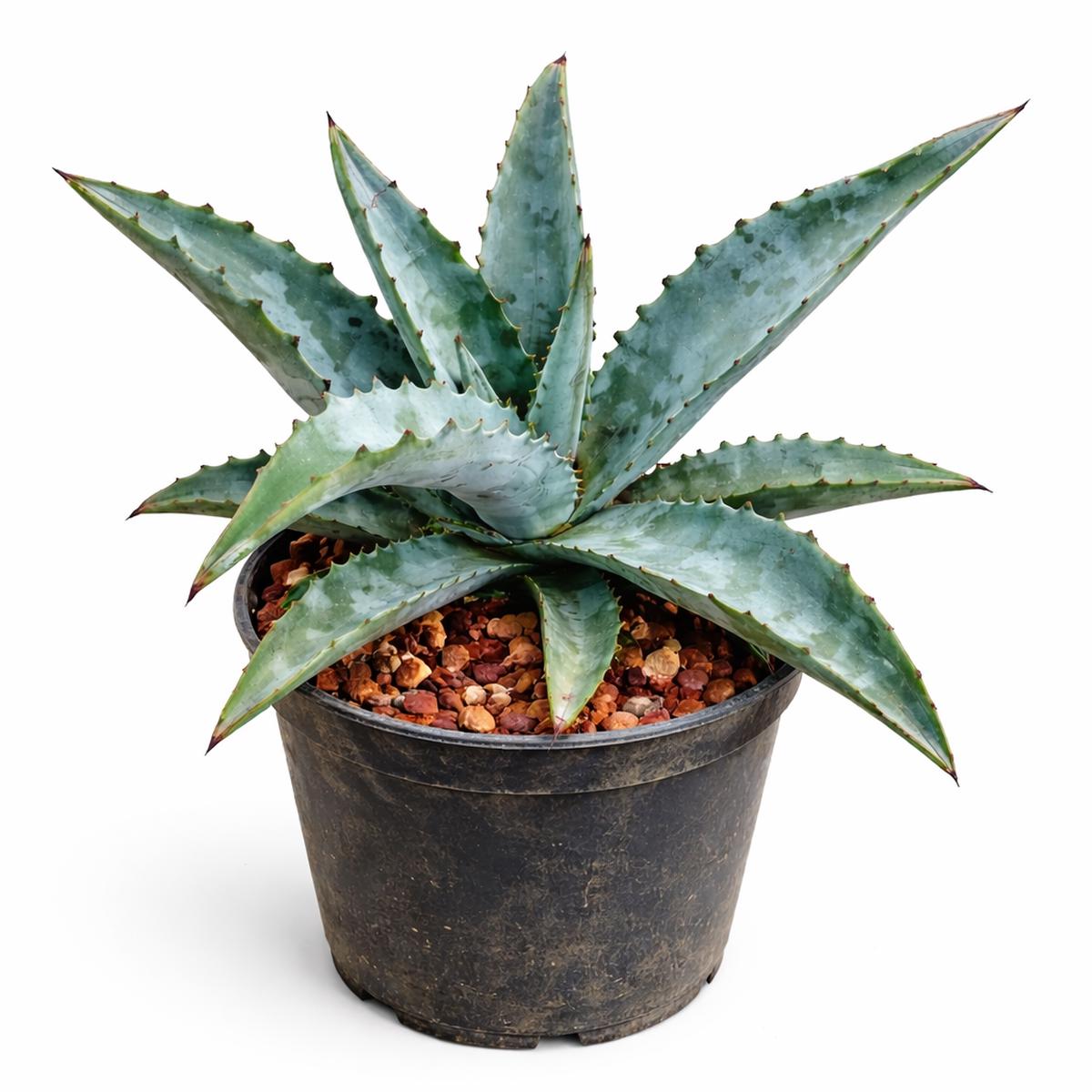 Agave kristenii SEEDS