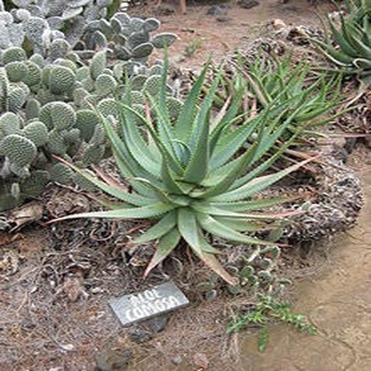 Aloe Comosa - Indigenous South African Succulent - 10 Seeds