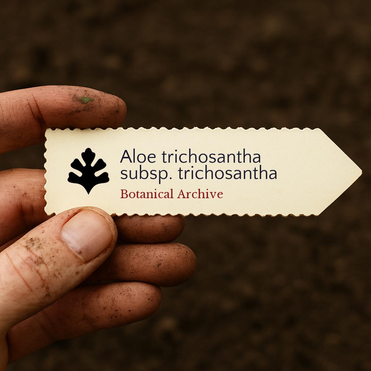 Aloe trichosantha subsp. trichosantha SEEDS