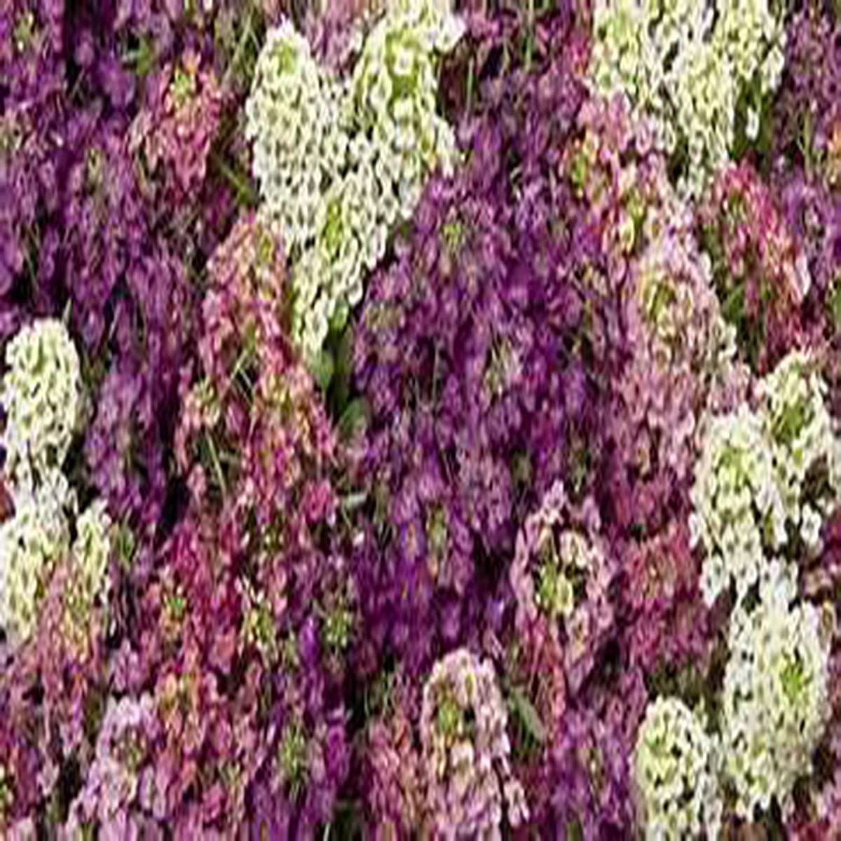Alyssum 'Mulberry Mix' (SEED SACHET ONLY)