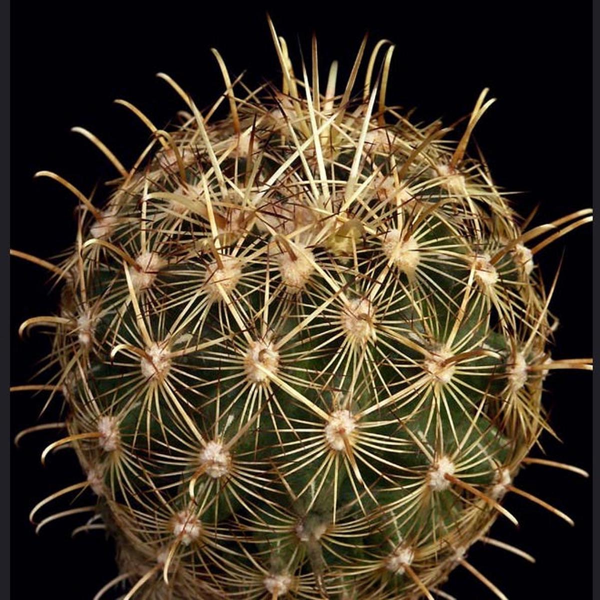 Ancistrocactus megarhizus SEEDS