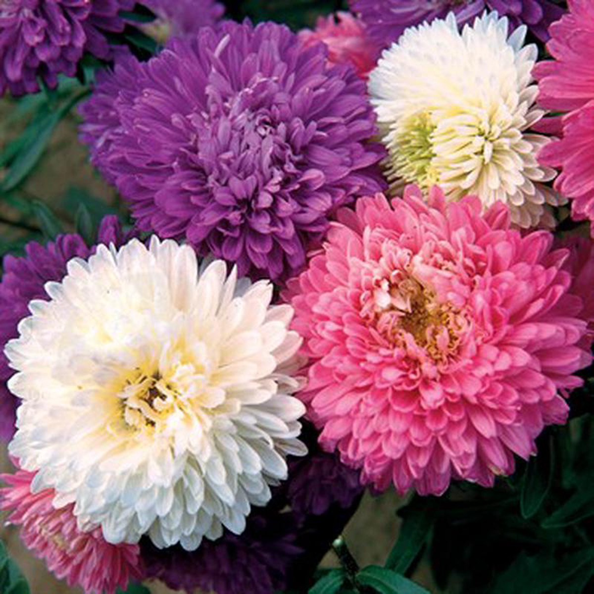 Aster Powderpuff Bouquet Mix 8211 Pacific Northwest Seeds