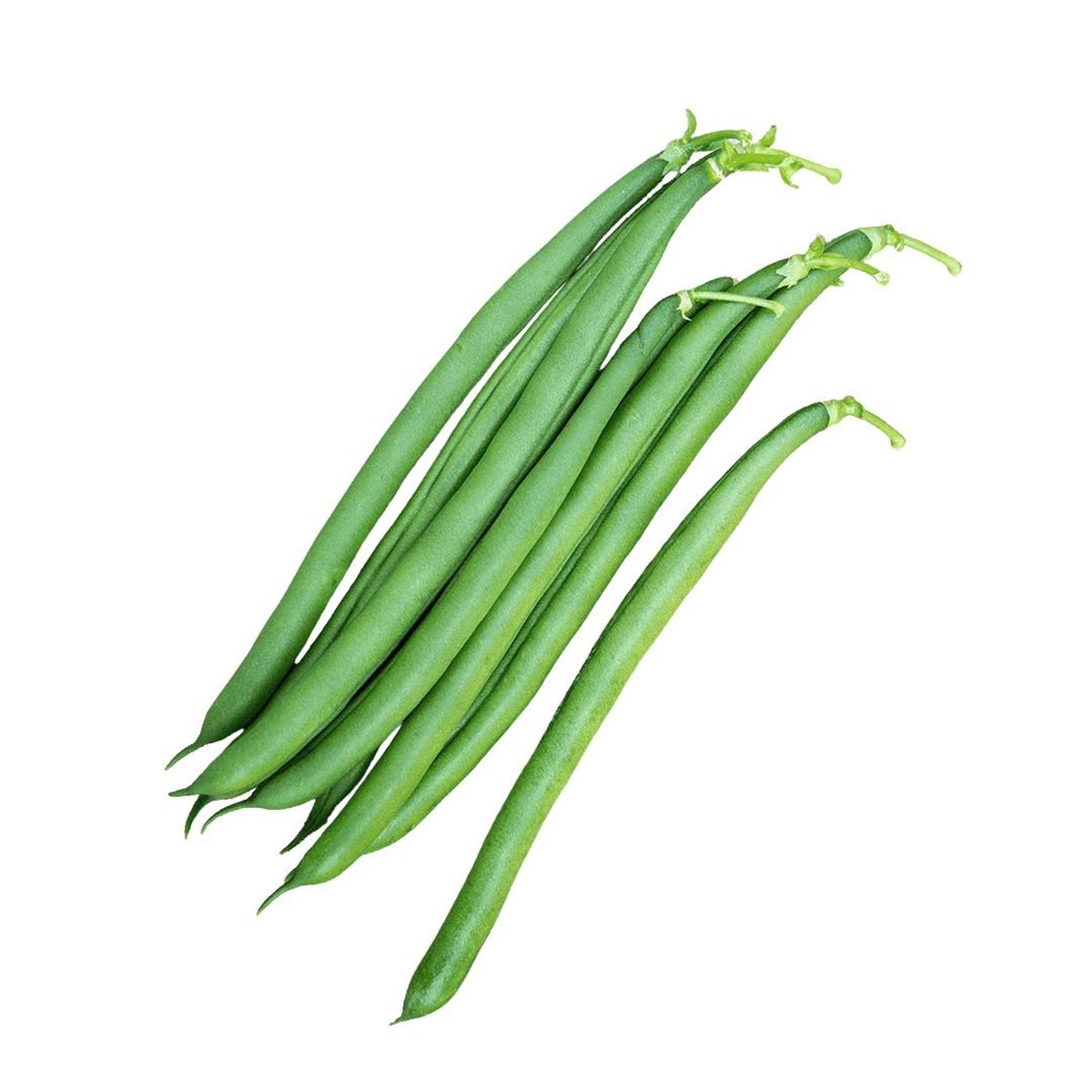 Bean Seychelles Organic Seeds | West Coast Seeds