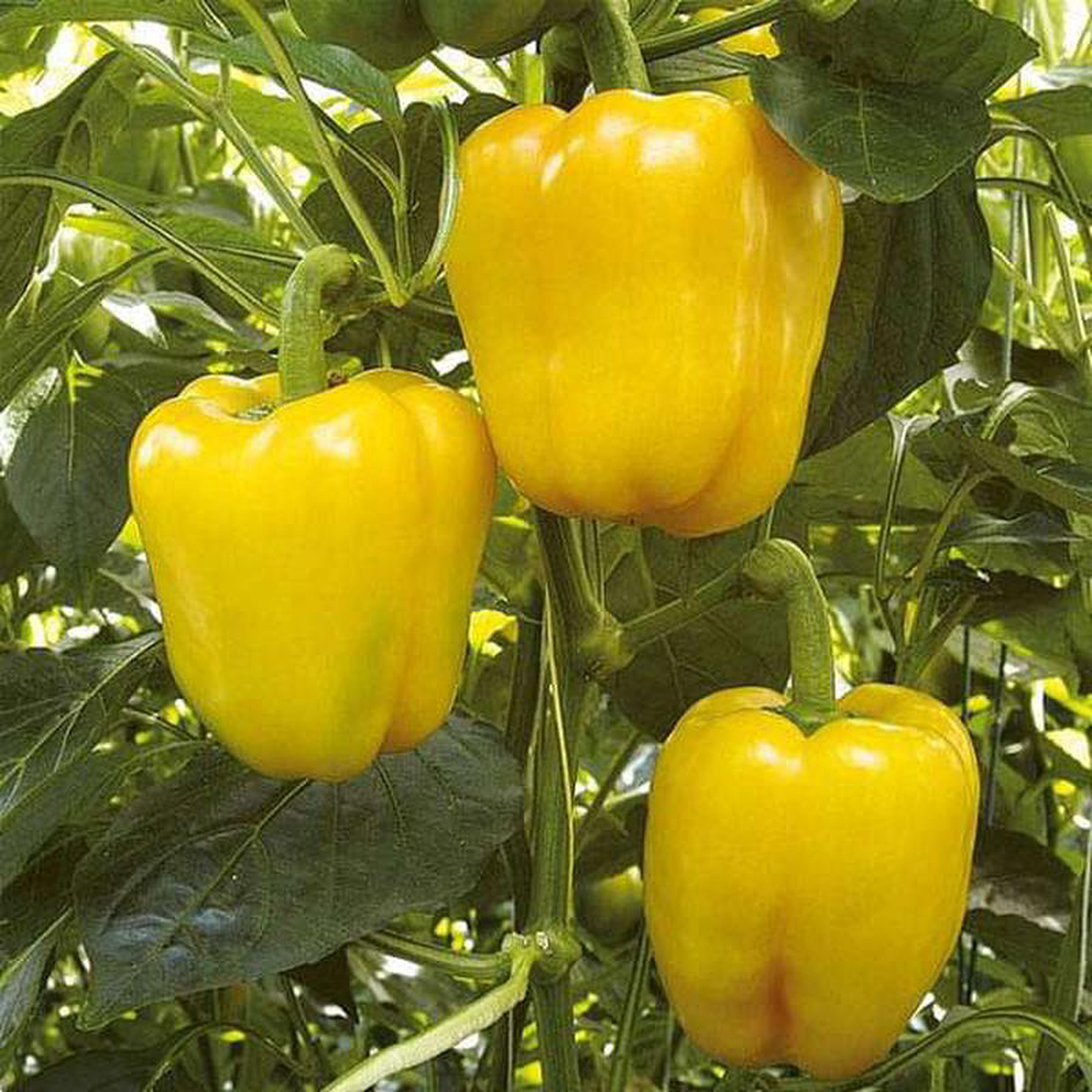 Bellpepper Mini Yellow Imported 8211 Vegetable Seeds