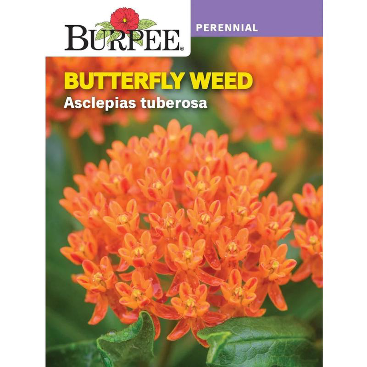 Butterfly Weed 8211 Burpee Seeds