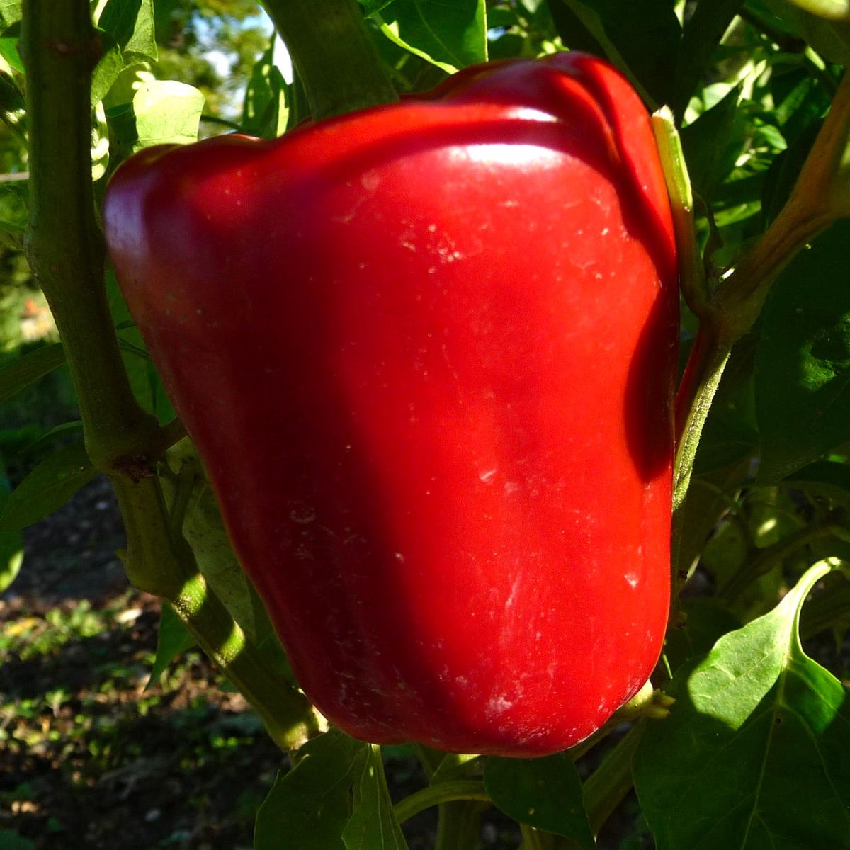 Capsicum annuum var. grossum 'Nocera Red' SEEDS