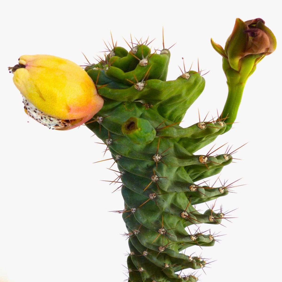 Cereus peruvianus form spirals yellow fruits SEEDS