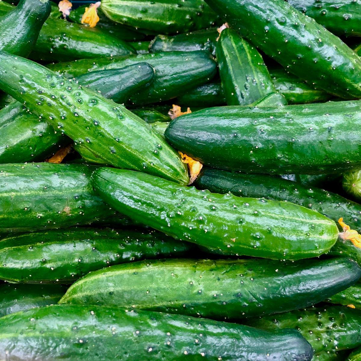 China Jade Cucumber