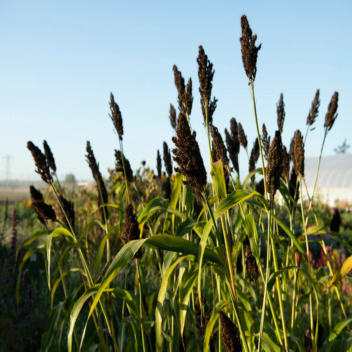 Corn - Black Falcon