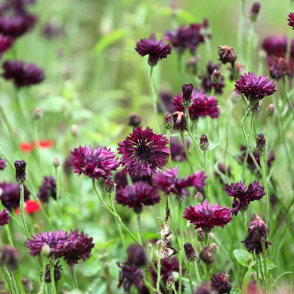 Cornflower Centaurea Black Ball Flower | X 80 seeds