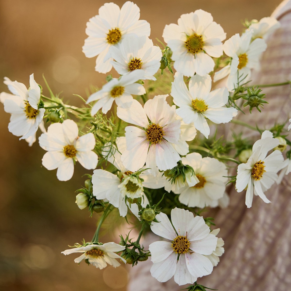 Cosmos Versailles Flush Flower | X 50 Seeds