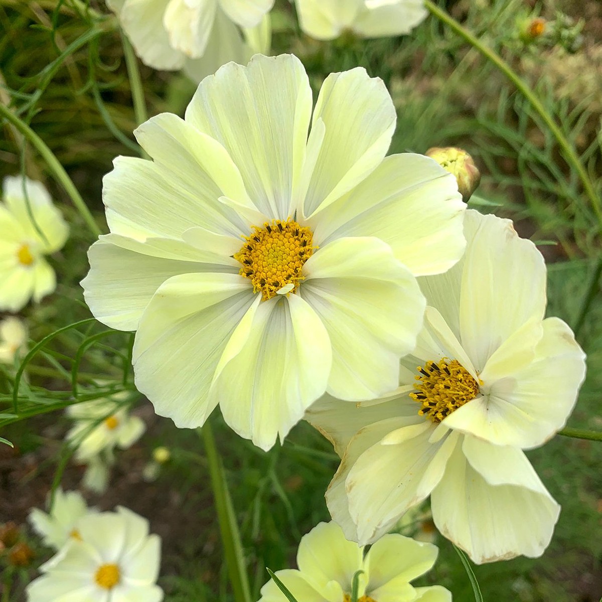 Cosmos 'Yellow Garden'