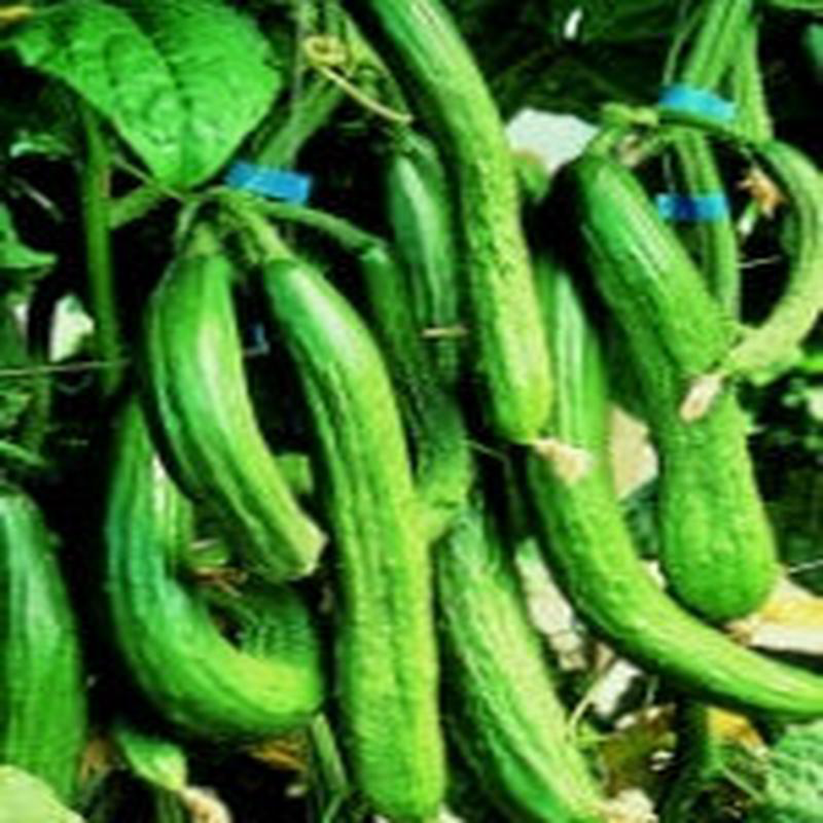 Cucumber English Telegraph 8211 Ontario Seed Company