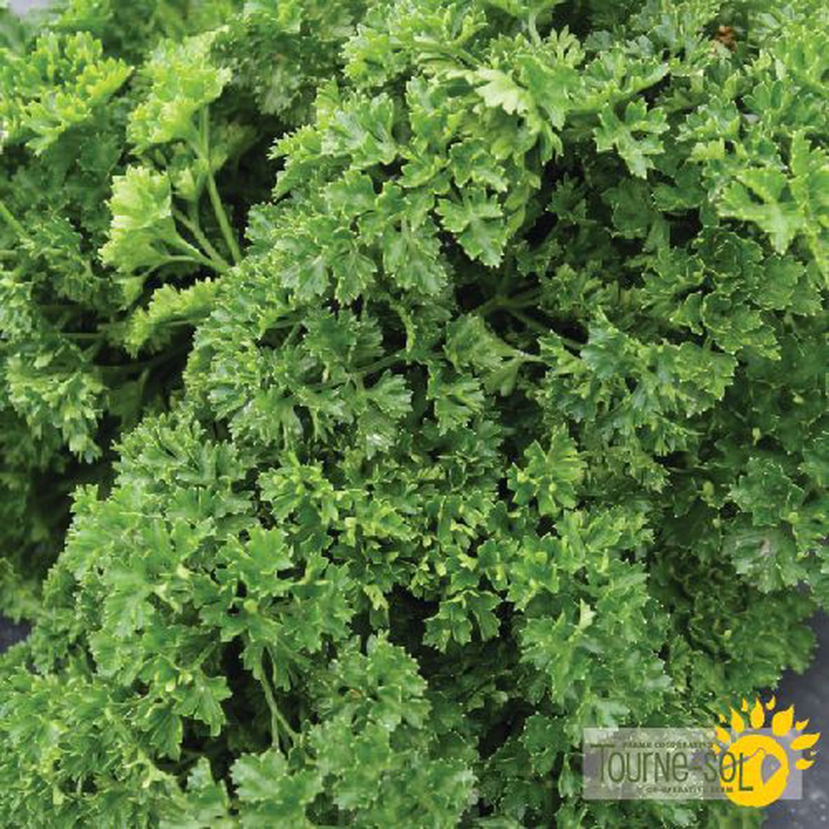 Curly Parsley Seeds *Organic*