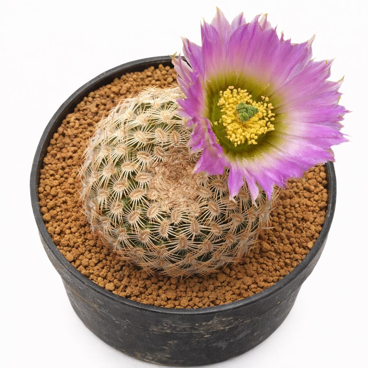 Echinocereus reichenbachii var. minor SEEDS