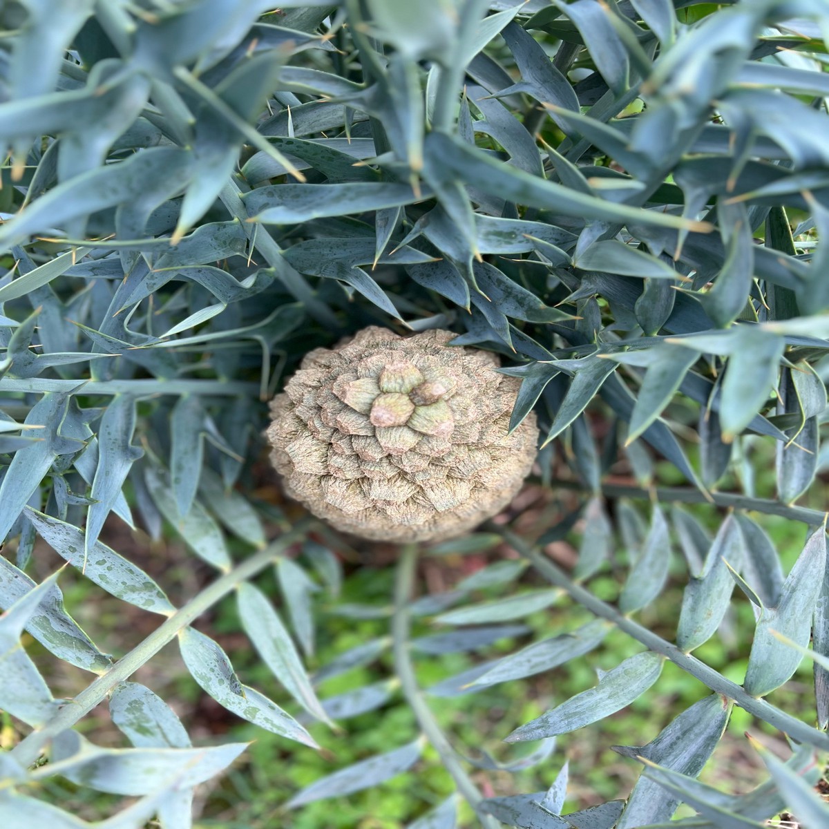 Encephalartos horridus SEEDS