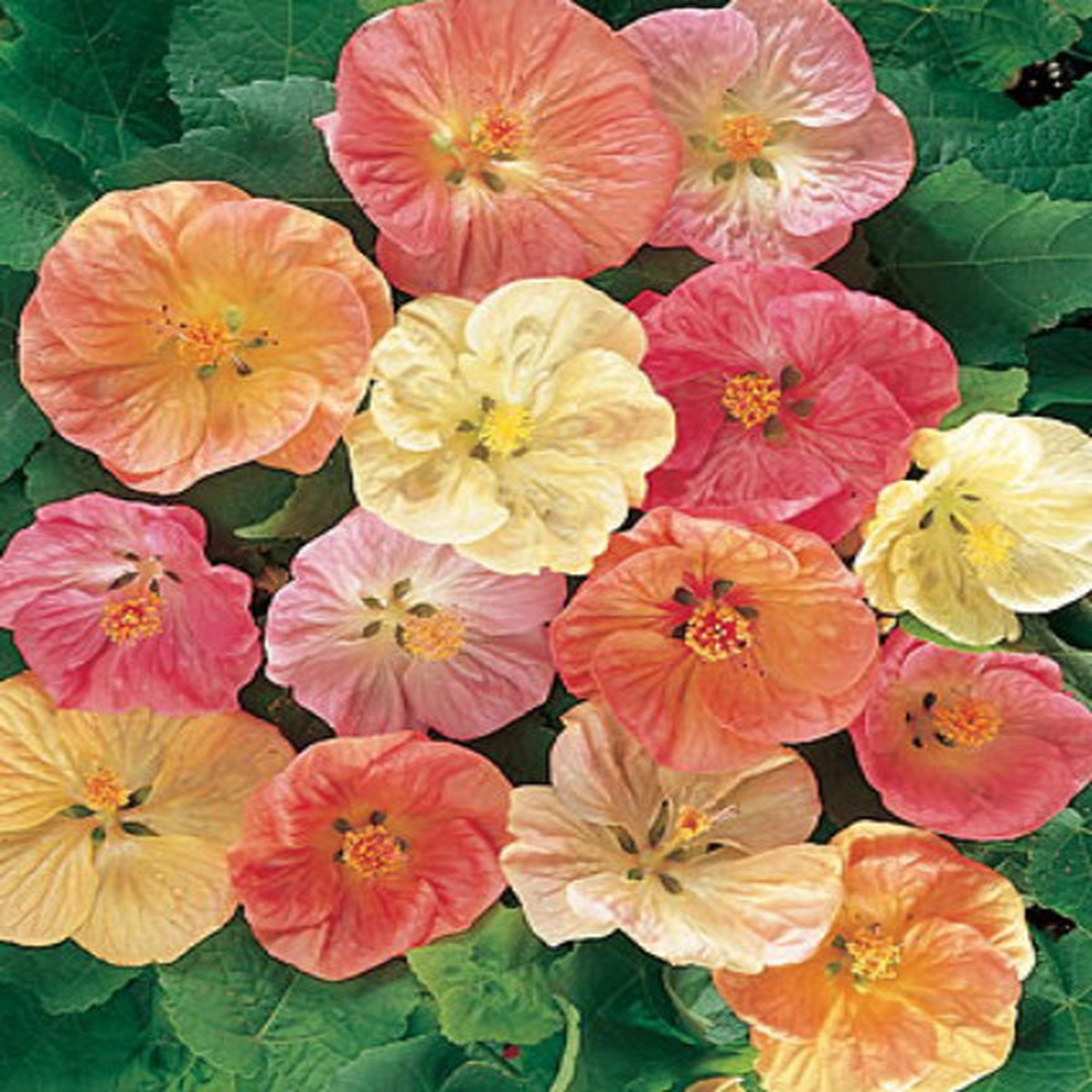 Flowering Maple 20 Seeds - Abutilon - Tropical