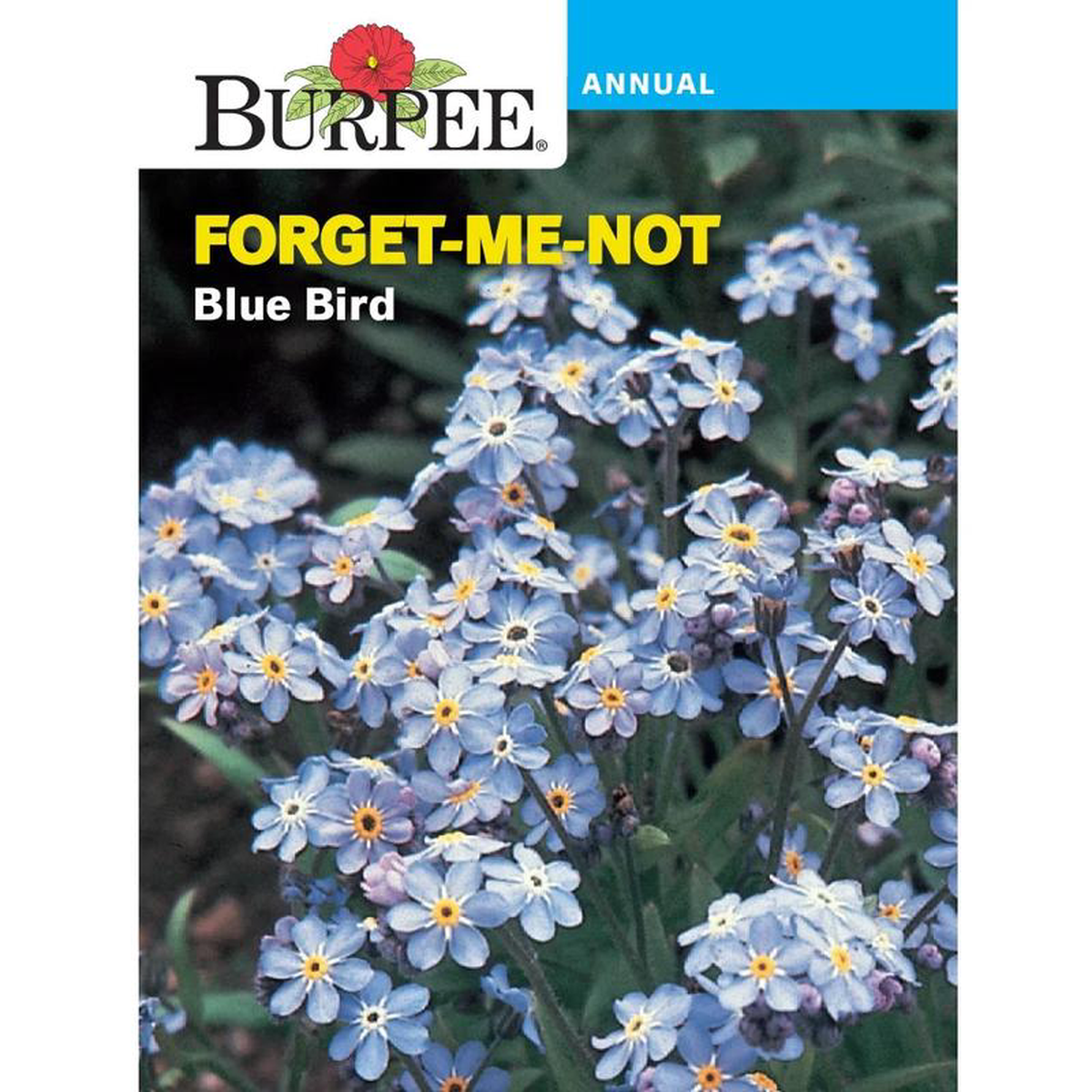 Forget-me-not Blue Bird 8211 Burpee Seeds