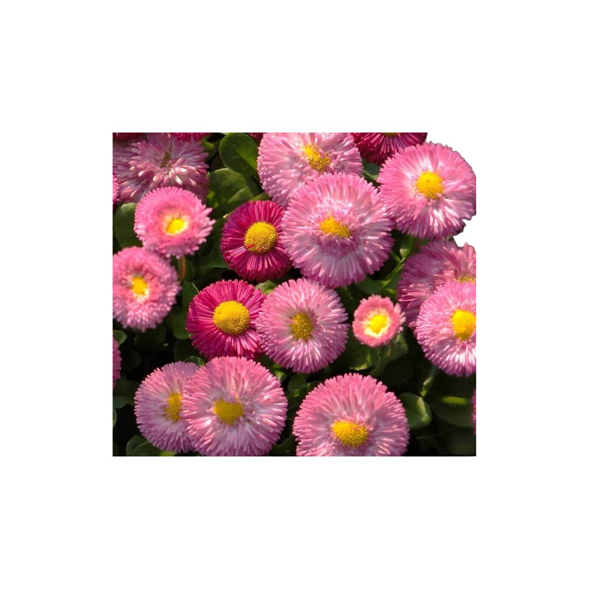 Giant Double Mixed English Daisy Bell Seeds | OSC Seeds