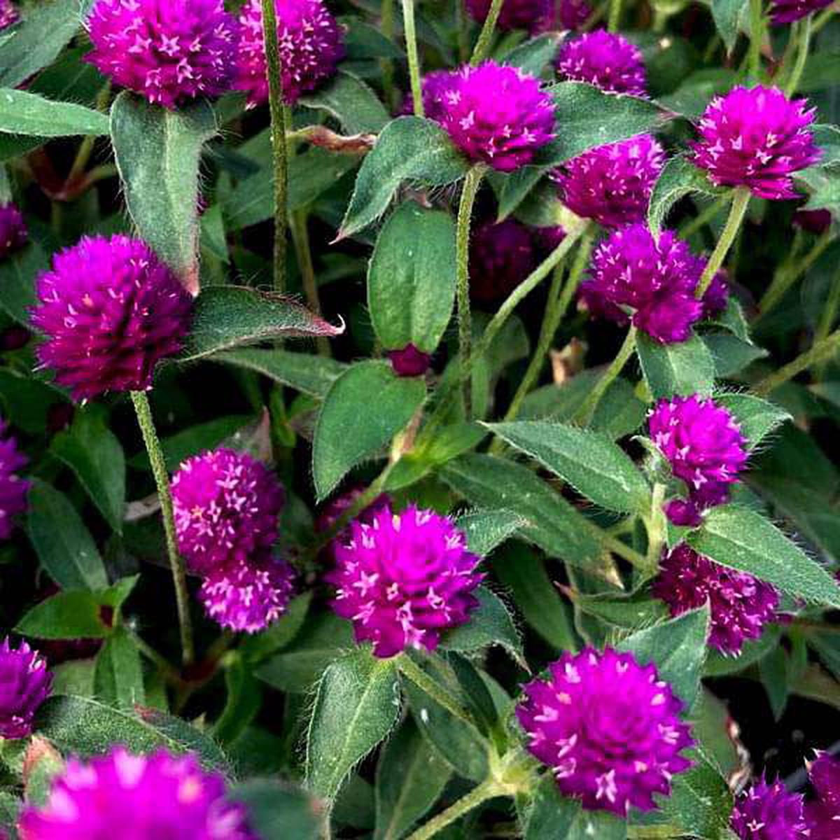 Gomphrena Purple - Desi Flower Seeds - Default Title