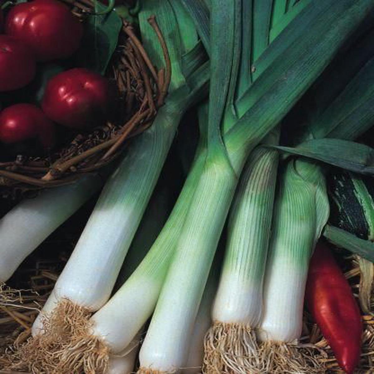Leek Jolant Seeds - Early Cropping