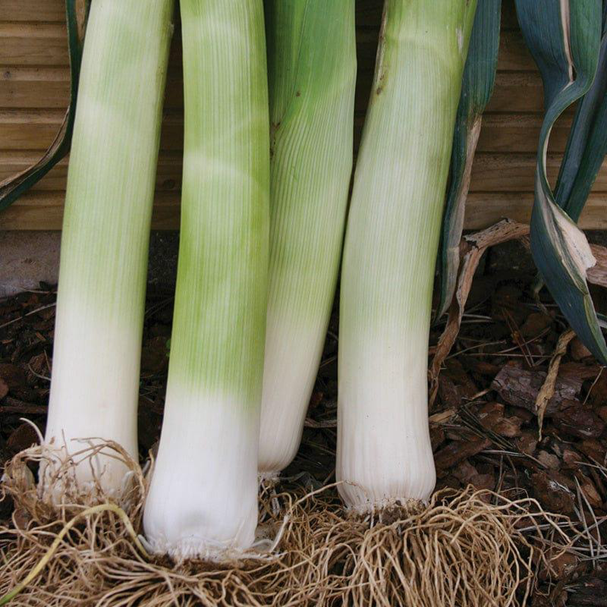 Leek Musselburgh 8211 Mr Fothergill8217s Seeds