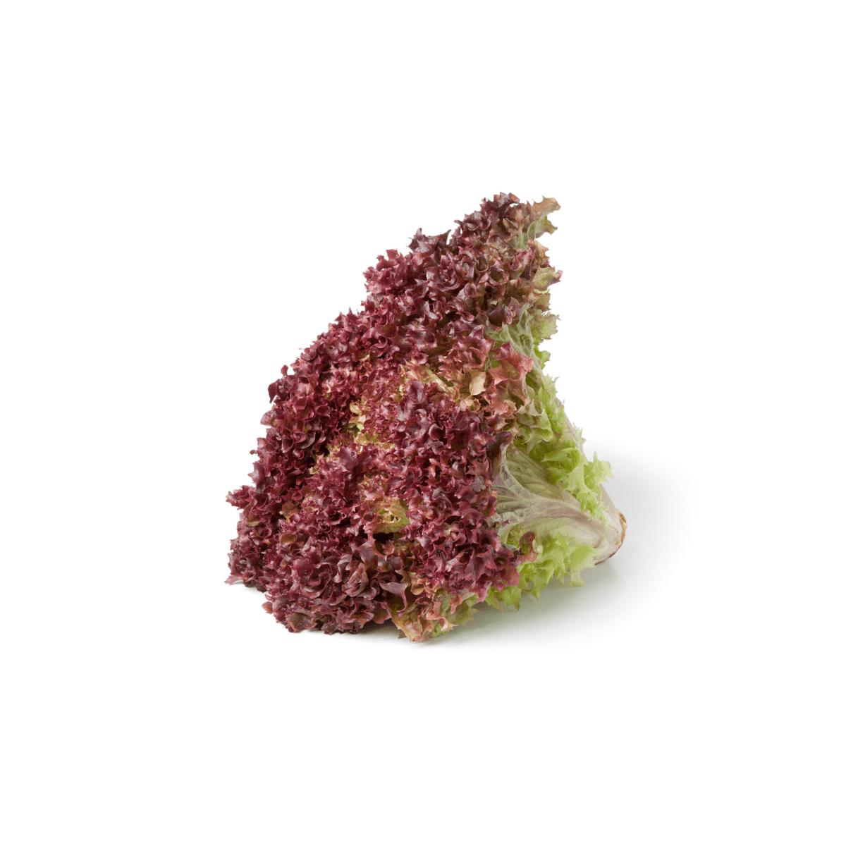 Lettuce Lolla Rosso Seeds | OSC Seeds