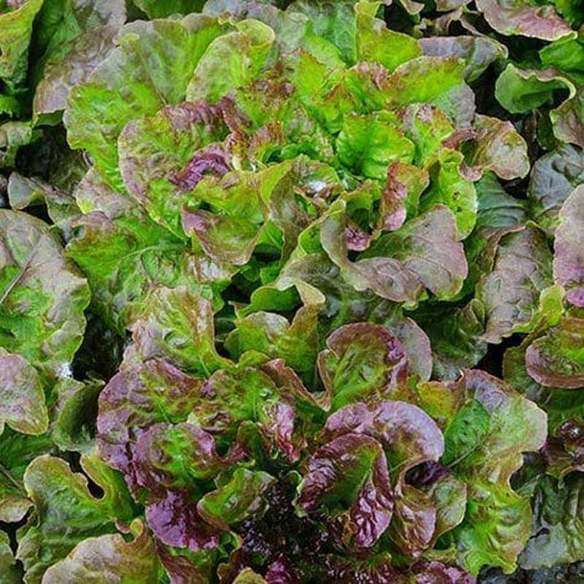 Lettuce Red Mist 8211 Saanich Organics