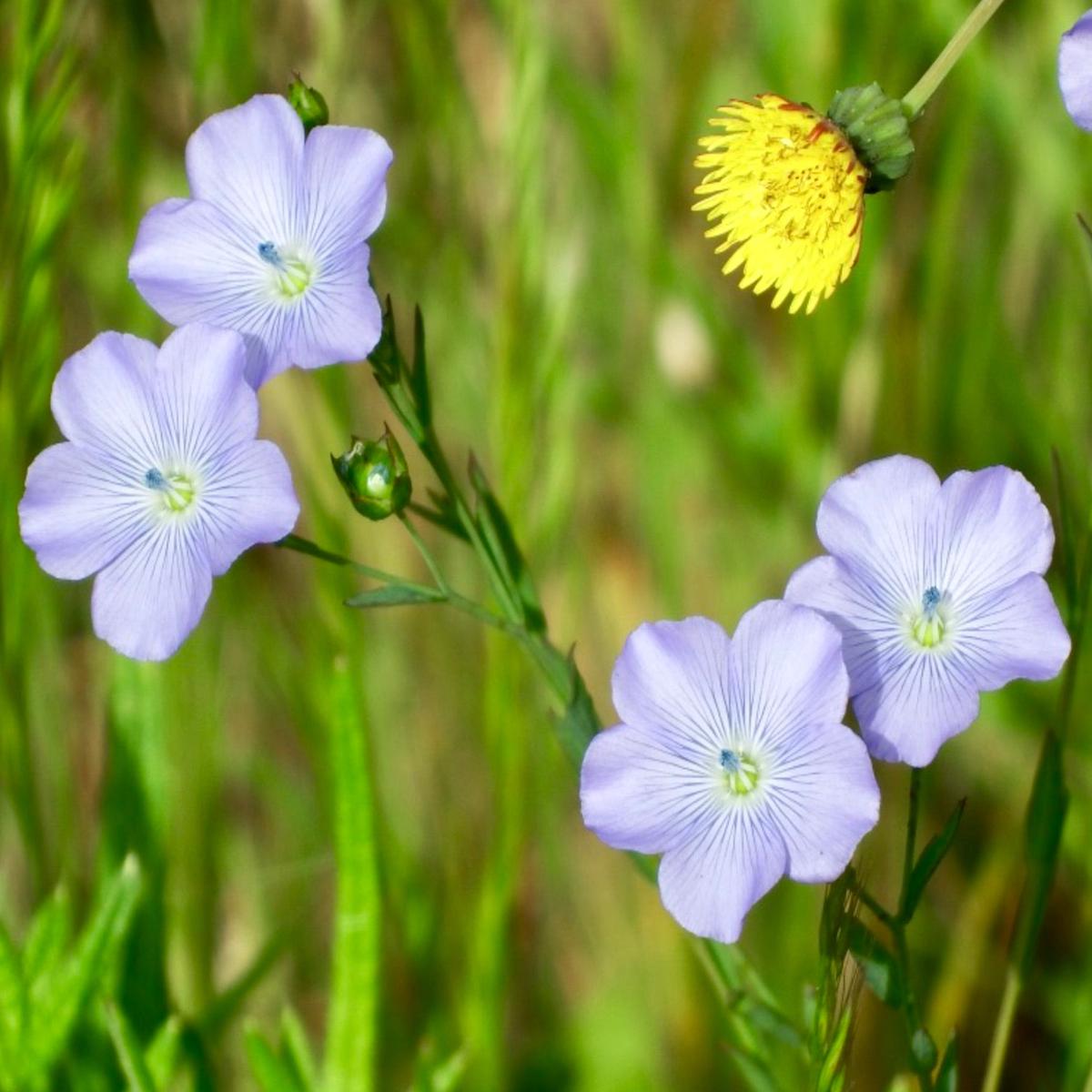 Linum usitatissimum SEEDS