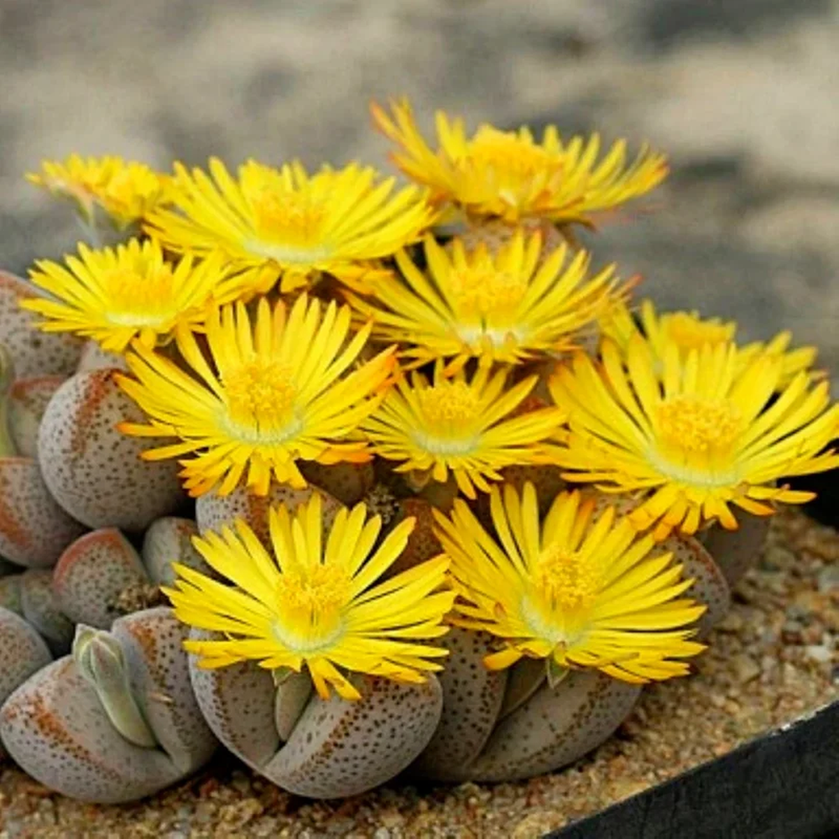 Lithops Living Stones Succulent Seeds - Rare Cactus Flower Bonsai - Indoor/Outdoor