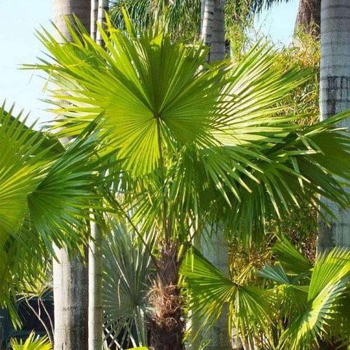 Livistona Jenkinsiana, Himalayan Fan Palm - 0.5 kg Seeds - Default Title