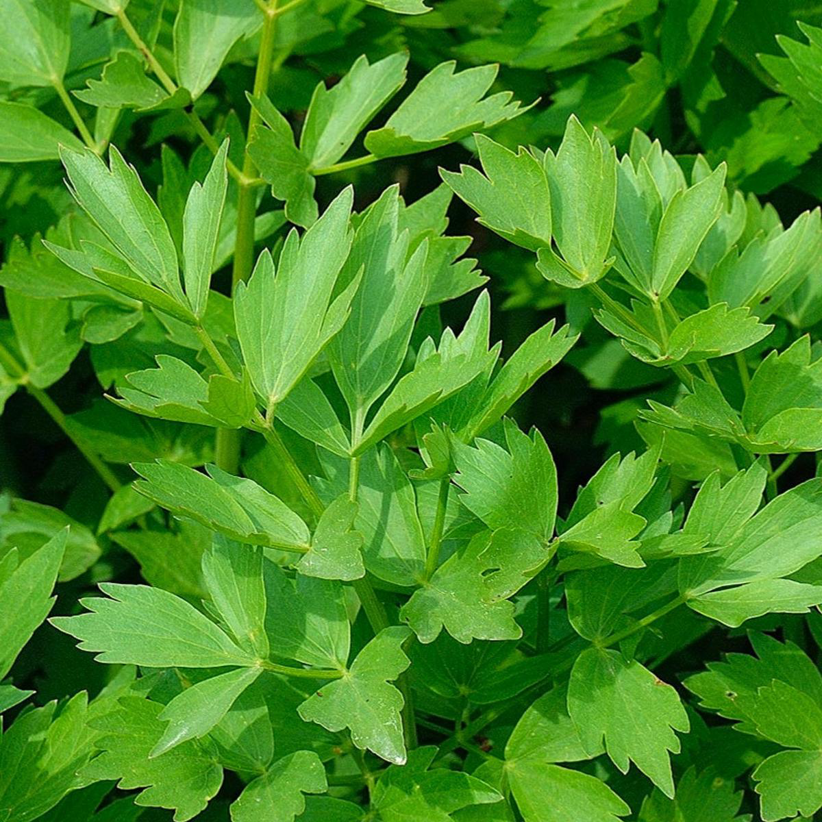 Lovage (Levisticum officinale)