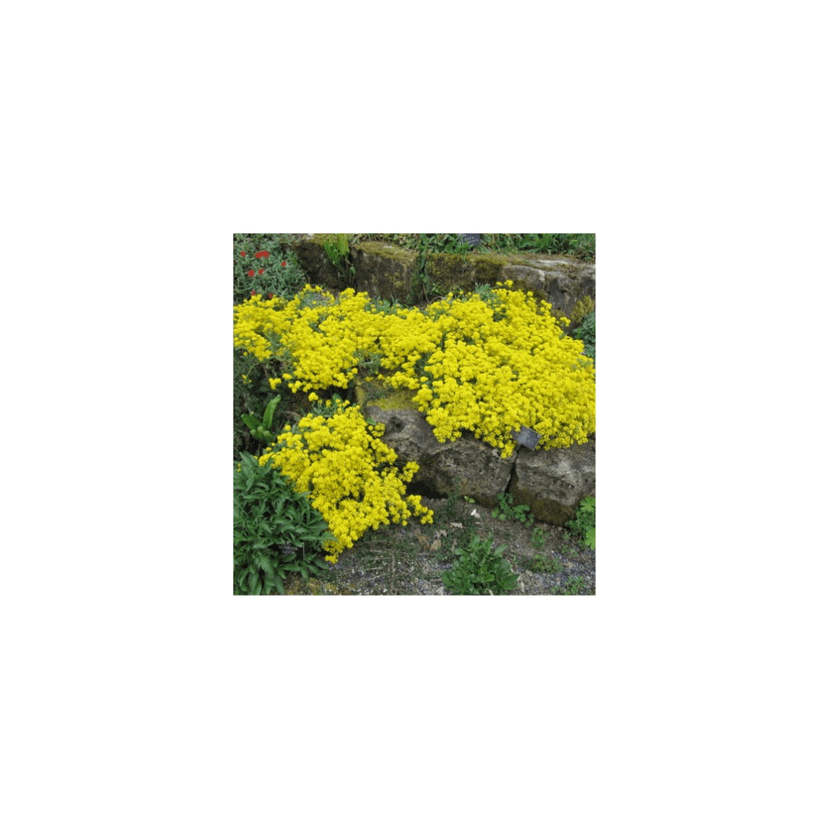 Low Growing Wildflower Seed Mixture | OSC Seeds