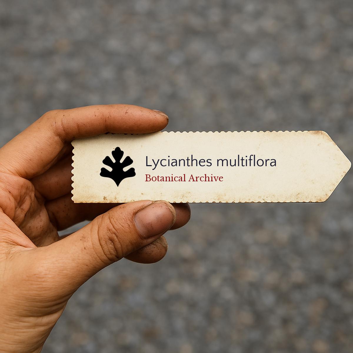 Lycianthes multiflora SEEDS