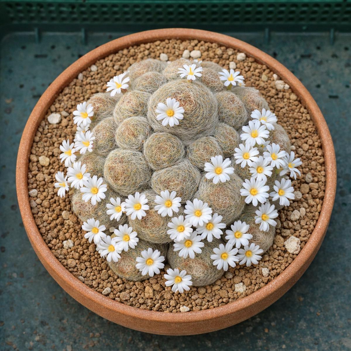 Mammillaria lenta SEEDS