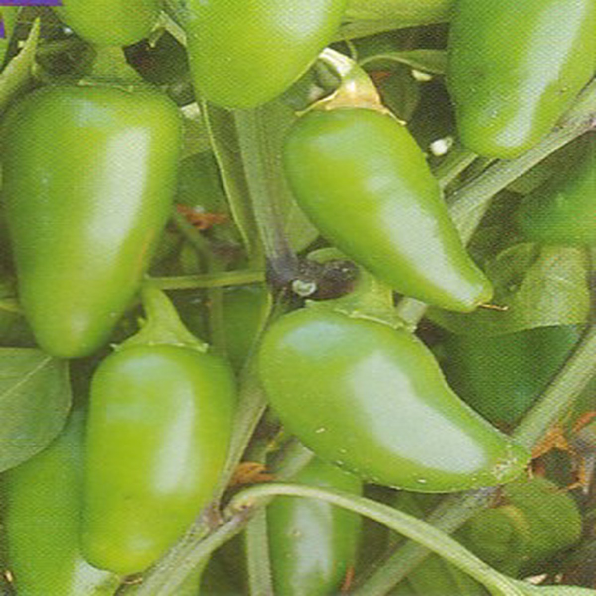 Mucho Nacho Jalapeno Pepper - 10 Seeds