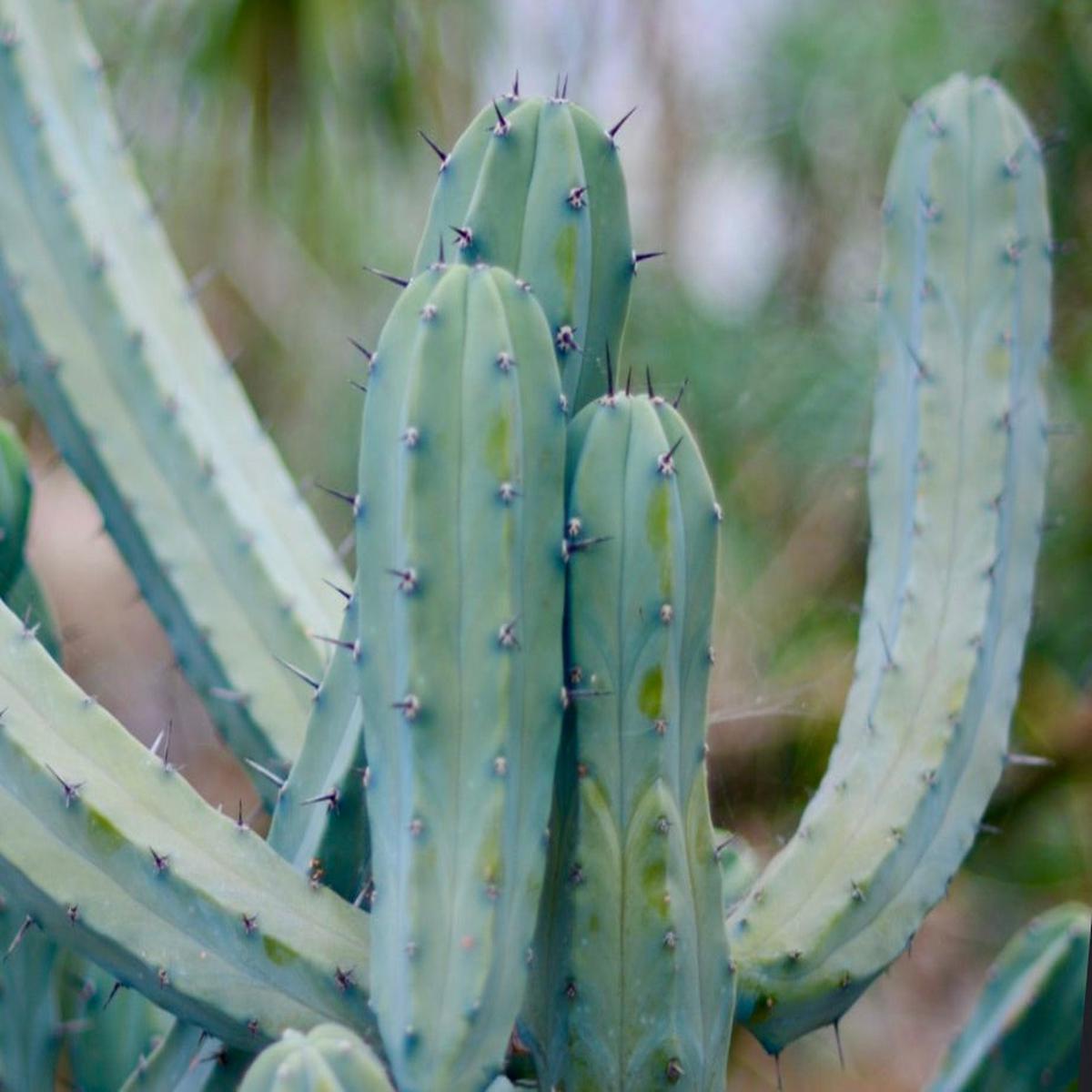Myrtillocactus geometrizans SEEDS