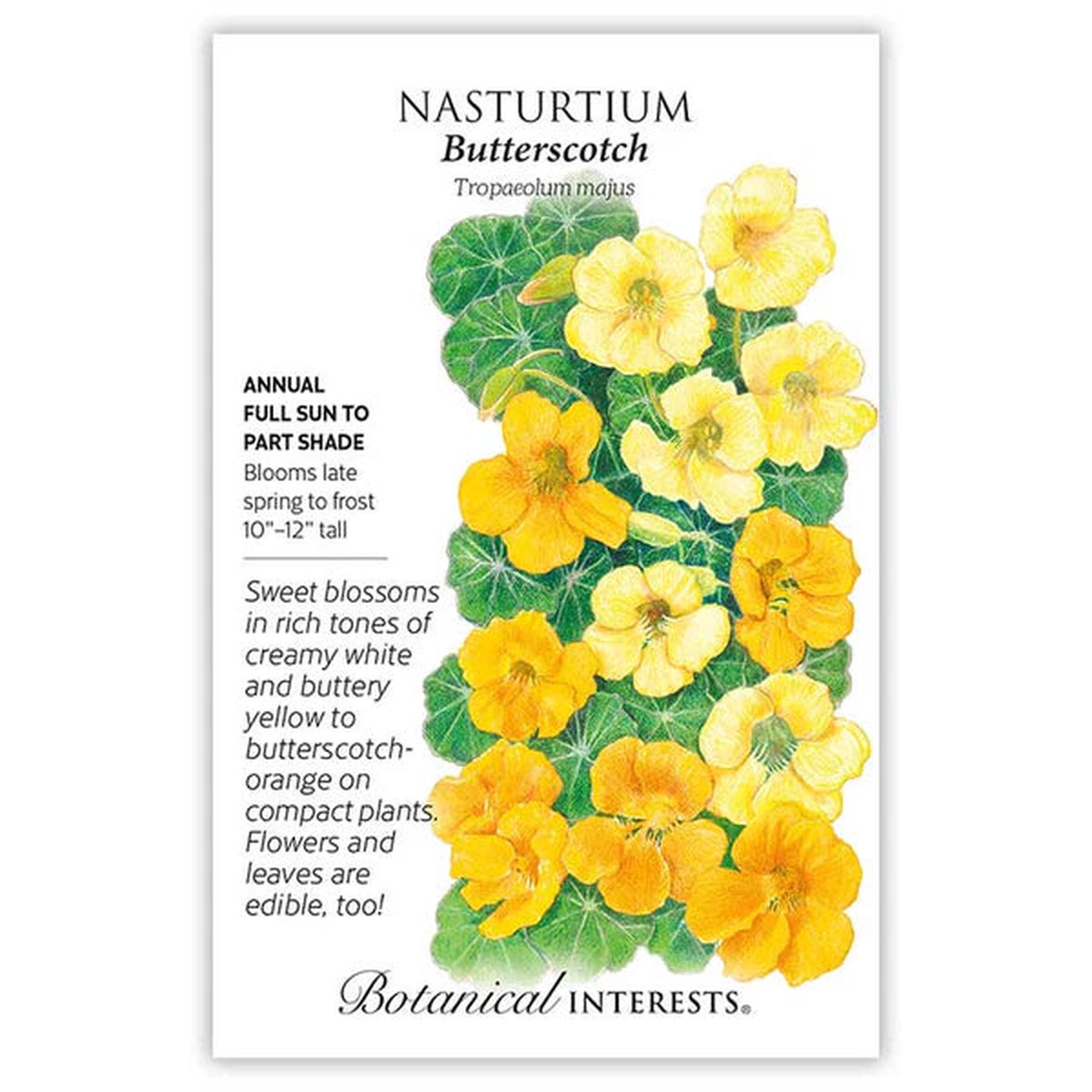 Nasturtium seeds 'Butterscotch'
