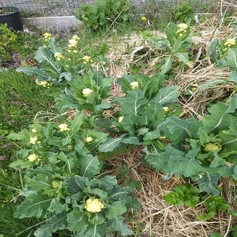 Nine Star Broccoli - Eagleridge Seeds