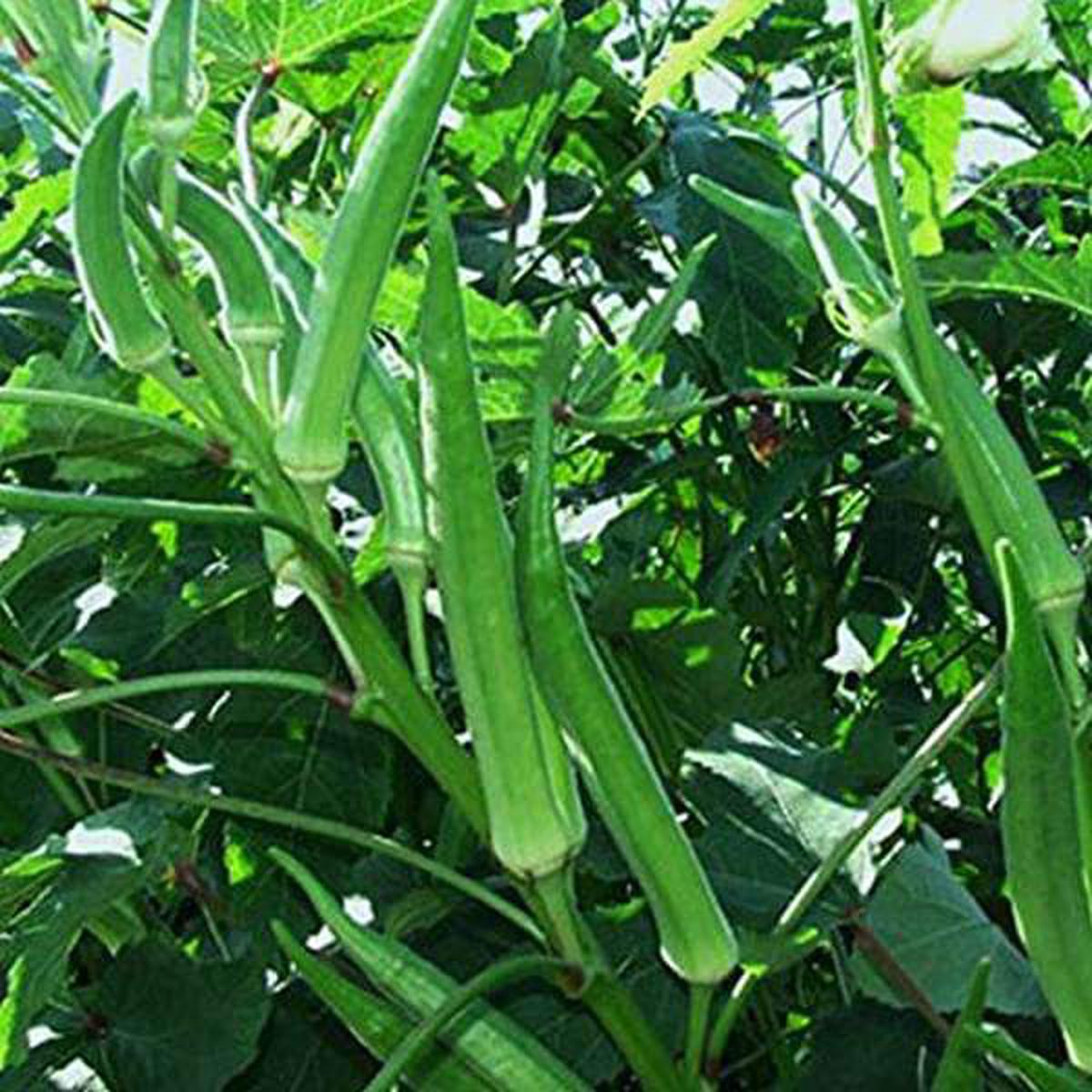 Okra Pusa Sawni - Desi Vegetable Seeds - Default Title