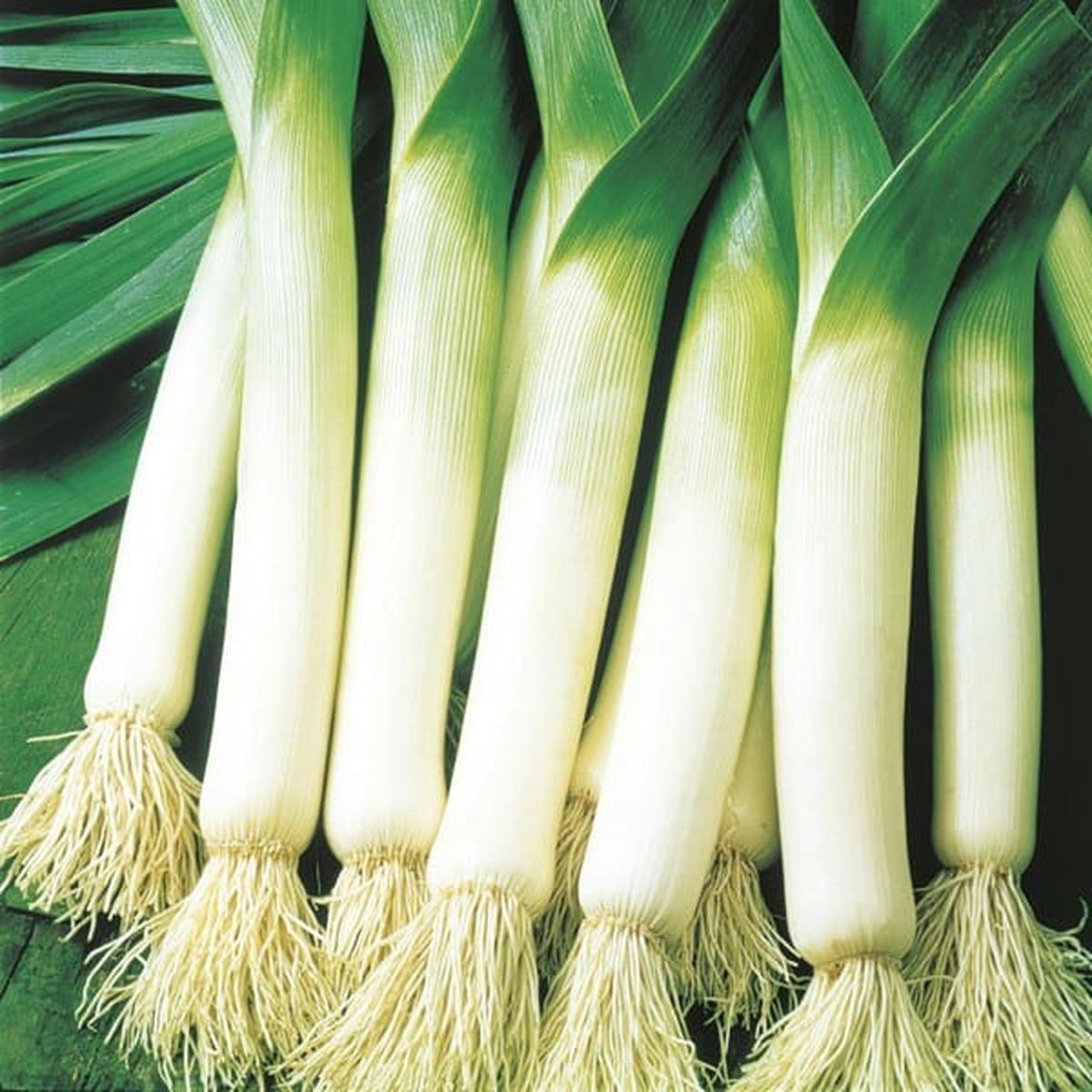 Organic Leek Tadorna - Metchosin Farm Seeds