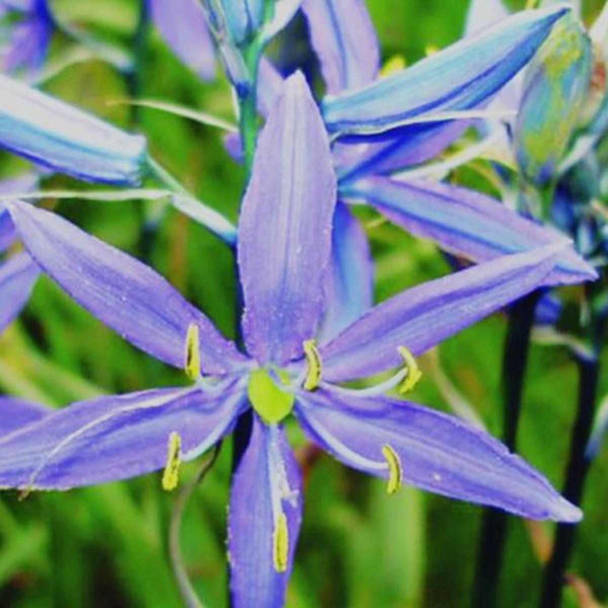 Organic Native Camas - Metchosin Farm Seeds