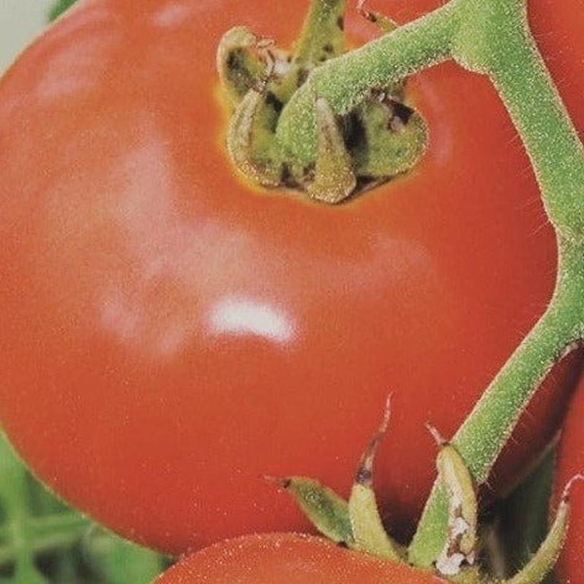 Organic Tomato Manitoba 8211 Metchosin Farm Seeds