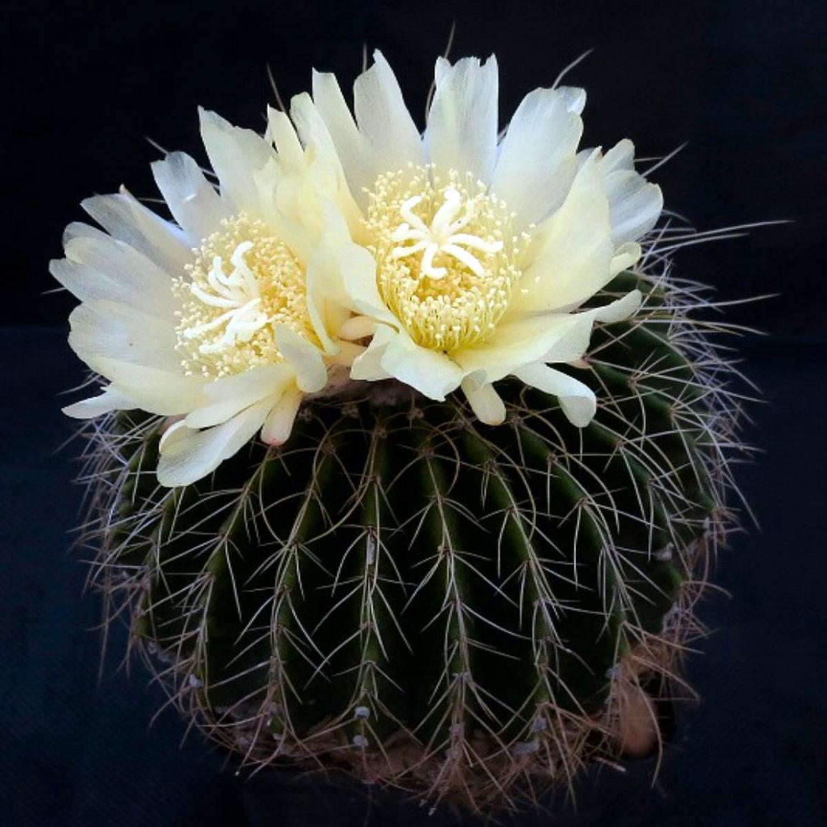 Parodia schumannianus SEEDS