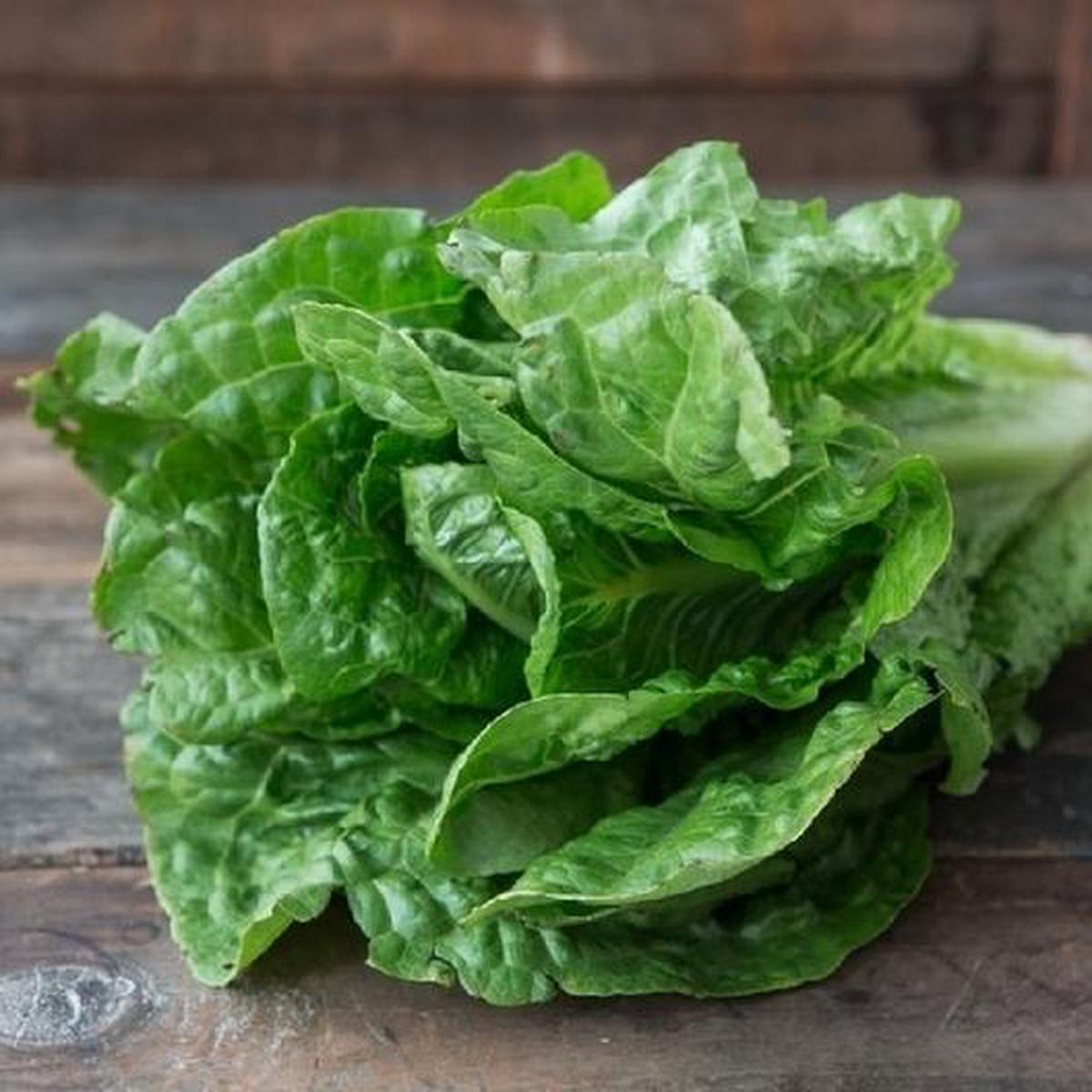 Parris Island Cos Romaine Lettuce